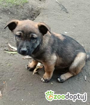 Do adopcji Dąbrowa Tarnowska