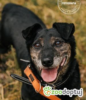 Do adopcji Głogów