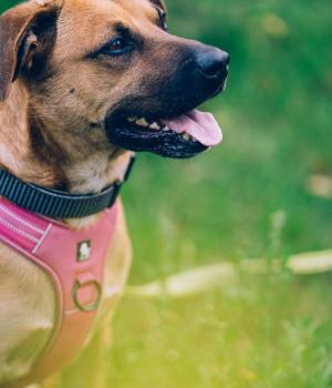 Do adopcji Stalowa Wola