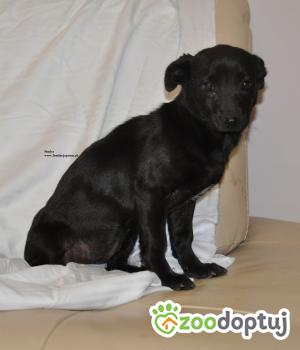 Do adopcji Nowy Dwór Mazowiecki
