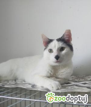 Do adopcji Poznań