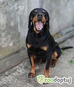 Do adopcji Zgierz