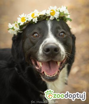 Do adopcji Myślenice