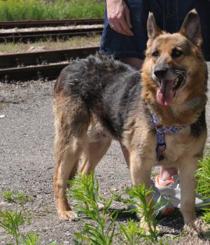Do adopcji Nowy Dwór Mazowiecki