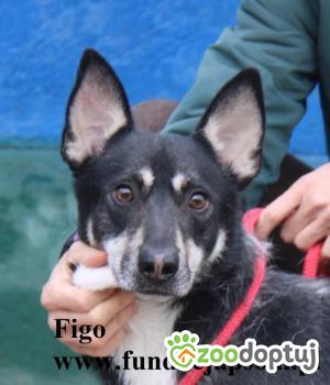 Do adopcji Nowy Dwór Mazowiecki