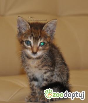 Do adopcji Nowy Dwór Mazowiecki
