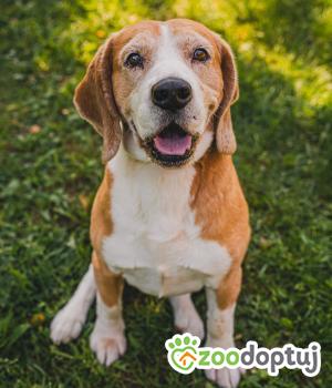 Do adopcji Zgierz