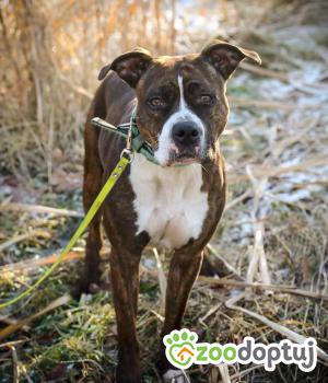 Do adopcji Rybnik