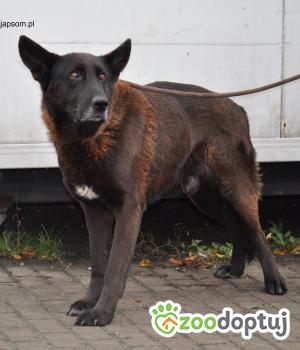 Do adopcji Nowy Dwór Mazowiecki