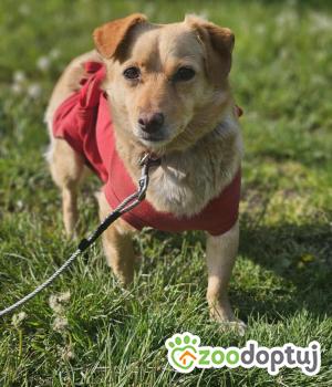 Do adopcji Zgierz