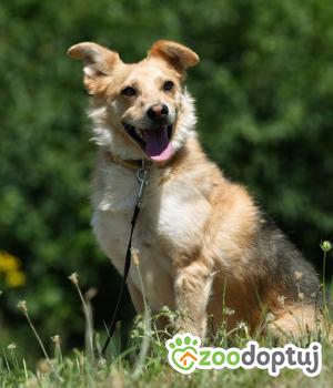 Do adopcji Krotoszyn