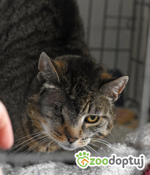 Do adopcji Toruń