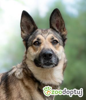 Do adopcji Warszawa