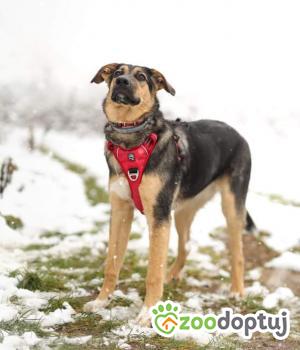 Do adopcji Warszawa