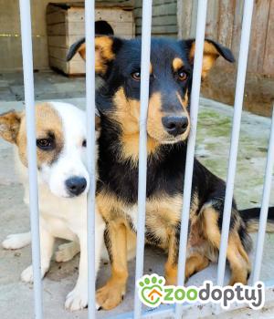 Do adopcji Łódź