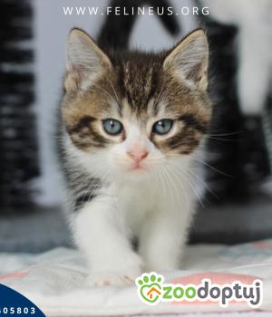 Do adopcji Rzeszów