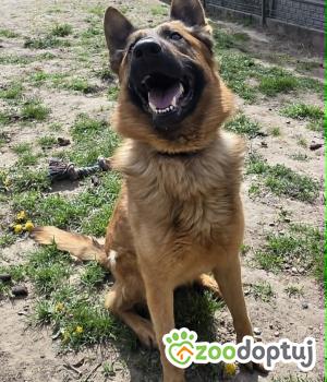 Do adopcji Zgierz