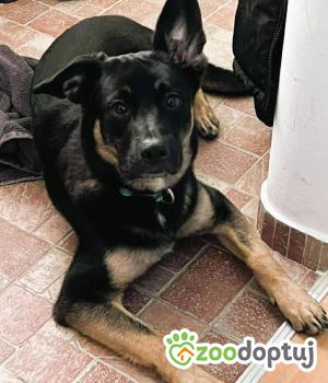 Do adopcji Częstochowa