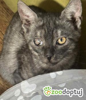 Do adopcji Zgierz