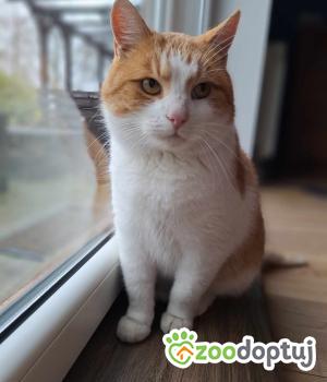 Do adopcji Radziejów