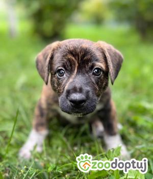Do adopcji Warszawa