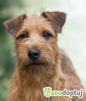 Do adopcji Warszawa