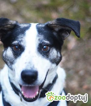 Do adopcji Milanówek