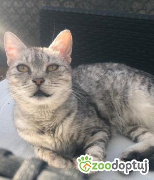 Do adopcji Rybnik
