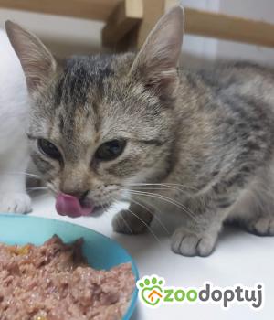 Do adopcji Rybnik