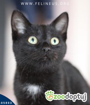 Do adopcji Rzeszów
