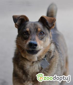 Do adopcji Mielec