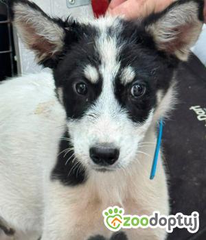 Do adopcji Zgierz