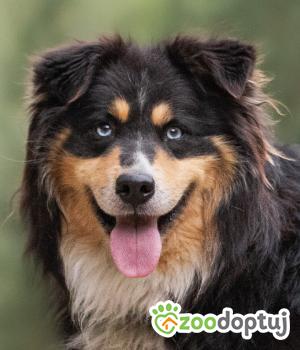 Do adopcji Warszawa