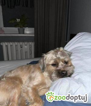 Do adopcji Poznań