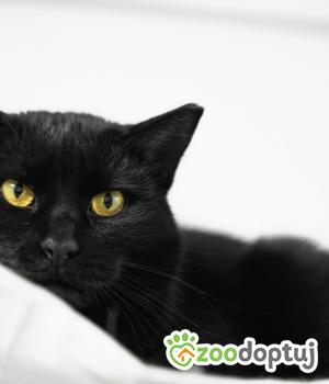 Do adopcji Poznań