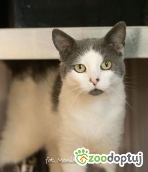 Do adopcji Myślenice