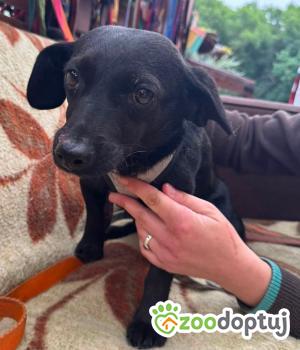 Do adopcji Zgierz