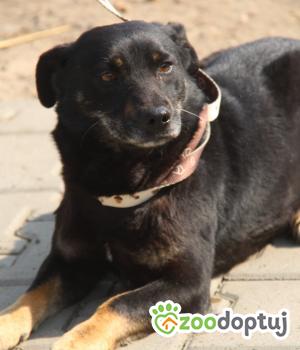 Do adopcji Nowy Dwór Mazowiecki