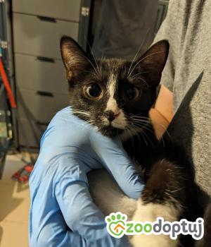 Do adopcji Cieszyn