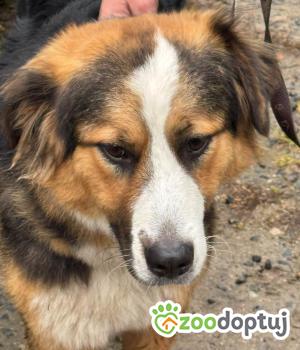 Do adopcji Zgierz