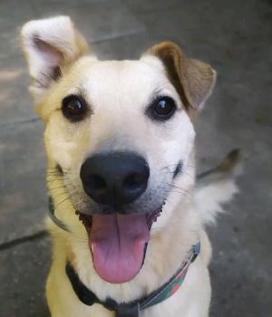 Do adopcji Warszawa