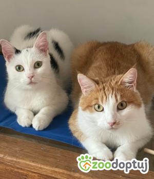 Do adopcji Poznań