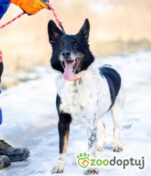 Do adopcji Warszawa