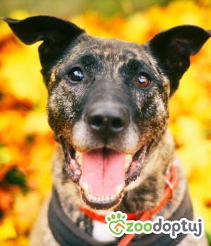 Do adopcji Milanówek
