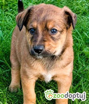 Do adopcji Kłobuck