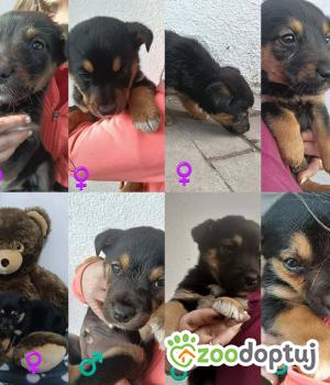 Do adopcji Radziejów