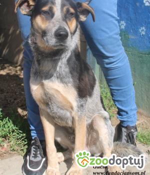 Do adopcji Nowy Dwór Mazowiecki