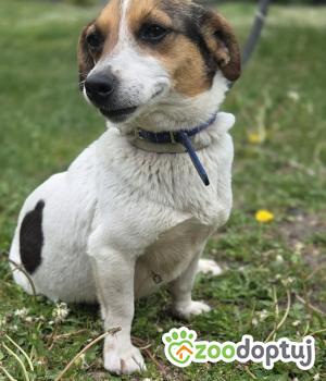 Do adopcji Zgierz