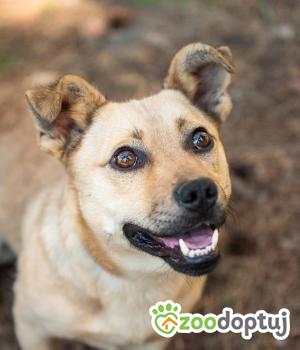 Do adopcji Warszawa