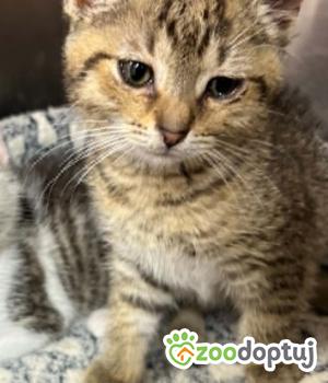 Do adopcji Zgierz